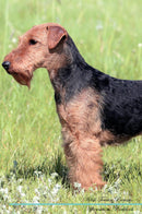 Welsh Terrier Affirmations Workbook Welsh Terrier Presents: Positive and Loving Affirmations Workbook. Includes: Mentoring Questions, Guidance, Supporting You.