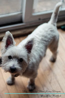 West Highland White Terrier Affirmations Workbook West Highland White Terrier Presents: Positive and Loving Affirmations Workbook. Includes: Mentoring Questions, Guidance, Supporting You.