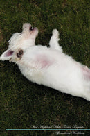 West Highland White Terrier Affirmations Workbook West Highland White Terrier Presents: Positive and Loving Affirmations Workbook. Includes: Mentoring Questions, Guidance, Supporting You.