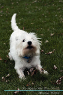 West Highland White Terrier Affirmations Workbook West Highland White Terrier Presents: Positive and Loving Affirmations Workbook. Includes: Mentoring Questions, Guidance, Supporting You.