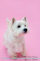 West Highland White Terrier Affirmations Workbook West Highland White Terrier Presents: Positive and Loving Affirmations Workbook. Includes: Mentoring Questions, Guidance, Supporting You.