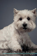 West Highland White Terrier Affirmations Workbook West Highland White Terrier Presents: Positive and Loving Affirmations Workbook. Includes: Mentoring Questions, Guidance, Supporting You.