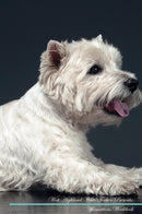 West Highland White Terrier Affirmations Workbook West Highland White Terrier Presents: Positive and Loving Affirmations Workbook. Includes: Mentoring Questions, Guidance, Supporting You.