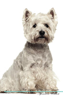 West Highland White Terrier Affirmations Workbook West Highland White Terrier Presents: Positive and Loving Affirmations Workbook. Includes: Mentoring Questions, Guidance, Supporting You.