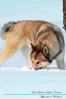 West Siberian Laika Affirmations Workbook West Siberian Laika Presents: Positive and Loving Affirmations Workbook. Includes: Mentoring Questions, Guidance, Supporting You.