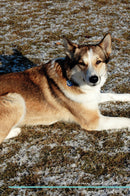 West Siberian Laika Affirmations Workbook West Siberian Laika Presents: Positive and Loving Affirmations Workbook. Includes: Mentoring Questions, Guidance, Supporting You.