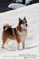 West Siberian Laika Affirmations Workbook West Siberian Laika Presents: Positive and Loving Affirmations Workbook. Includes: Mentoring Questions, Guidance, Supporting You.