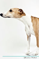 Whippet Affirmations Workbook Whippet Presents: Positive and Loving Affirmations Workbook. Includes: Mentoring Questions, Guidance, Supporting You.