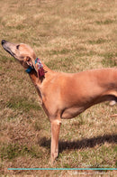 Whippet Affirmations Workbook Whippet Presents: Positive and Loving Affirmations Workbook. Includes: Mentoring Questions, Guidance, Supporting You.