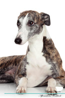 Whippet Affirmations Workbook Whippet Presents: Positive and Loving Affirmations Workbook. Includes: Mentoring Questions, Guidance, Supporting You.