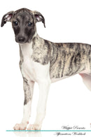 Whippet Affirmations Workbook Whippet Presents: Positive and Loving Affirmations Workbook. Includes: Mentoring Questions, Guidance, Supporting You.