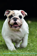 White English Bulldog Affirmations Workbook White English Bulldog Presents: Positive and Loving Affirmations Workbook. Includes: Mentoring Questions, Guidance, Supporting You.