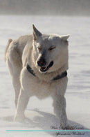 White Shepherd Affirmations Workbook White Shepherd Presents: Positive and Loving Affirmations Workbook. Includes: Mentoring Questions, Guidance, Supporting You.