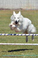 White Shepherd Affirmations Workbook White Shepherd Presents: Positive and Loving Affirmations Workbook. Includes: Mentoring Questions, Guidance, Supporting You.