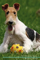 Wire Fox Terrier Affirmations Workbook Wire Fox Terrier Presents: Positive and Loving Affirmations Workbook. Includes: Mentoring Questions, Guidance, Supporting You.
