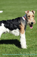 Wire Fox Terrier Affirmations Workbook Wire Fox Terrier Presents: Positive and Loving Affirmations Workbook. Includes: Mentoring Questions, Guidance, Supporting You.