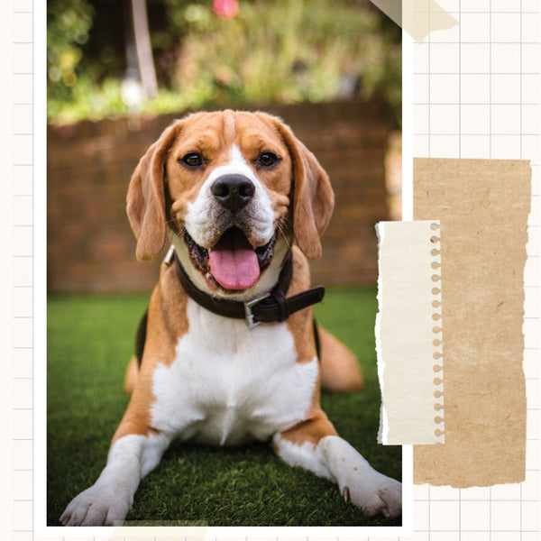 Beagle Savvy A Complete Guide to the Breed