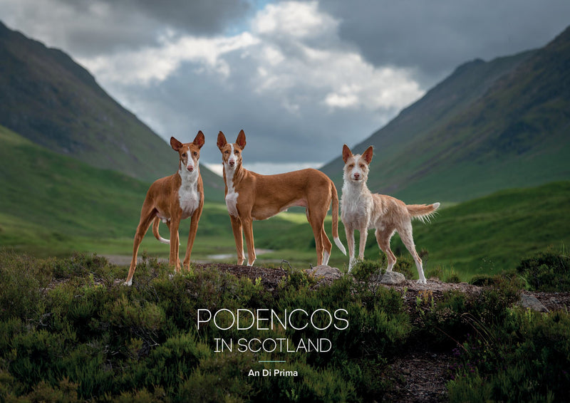 Podencos In Scotland