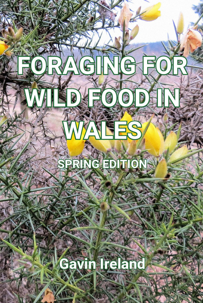 Foraging for Wild Food in Wales - Spring Edition
