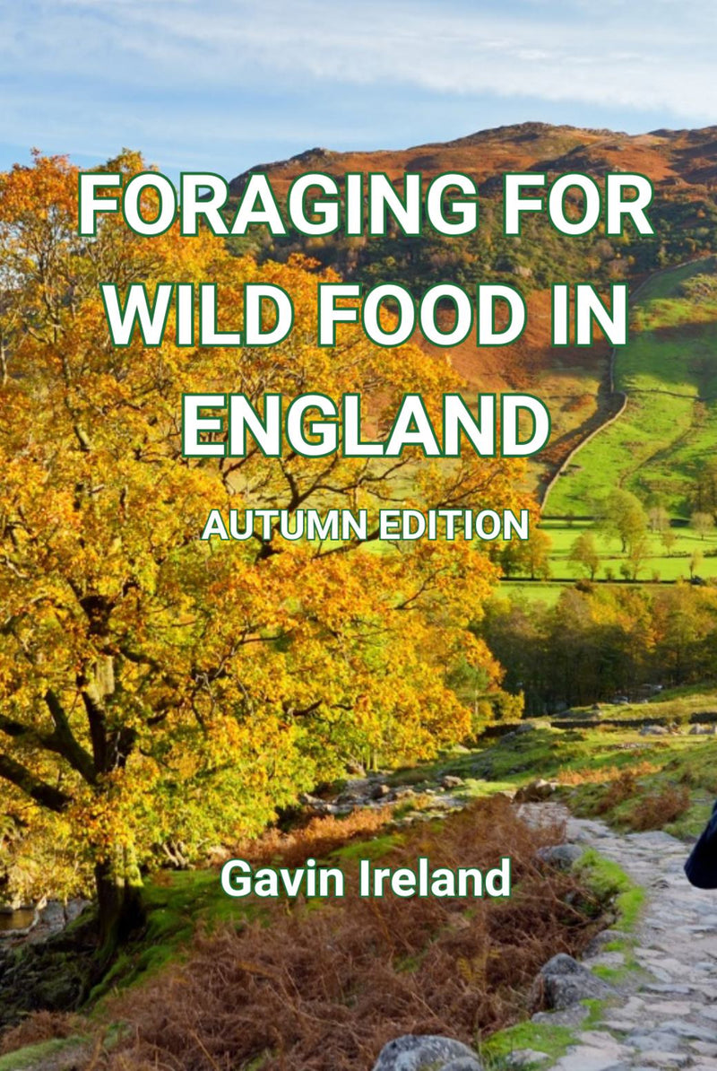 Foraging for Wild Food in England - Autumn edition