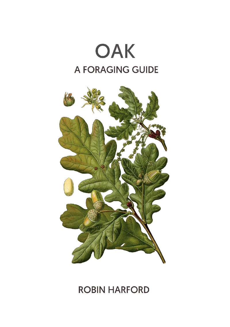 Oak - A Foraging Guide