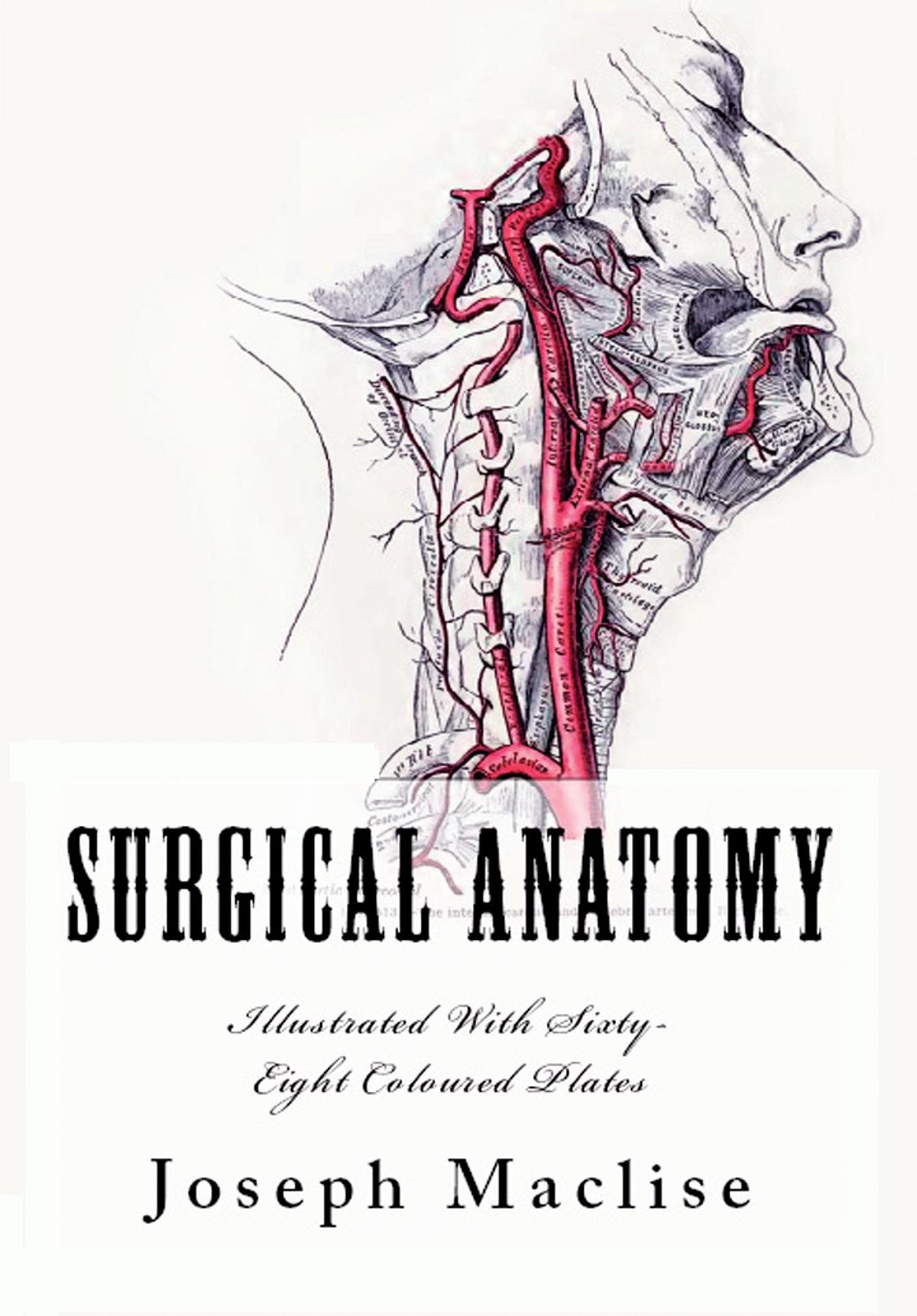 Surgical Anatomy - 