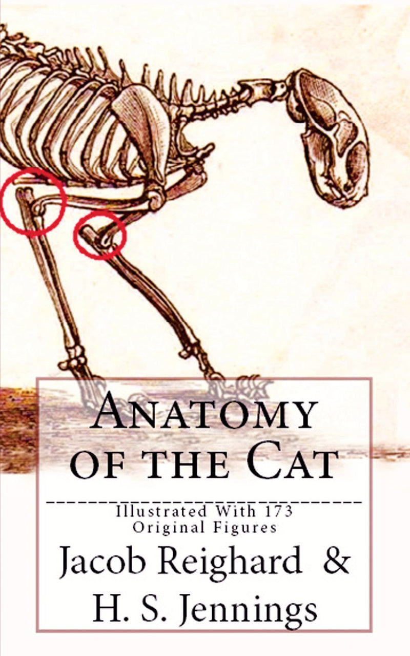 Anatomy of the Cat