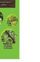 Nursery Techniques for Trees