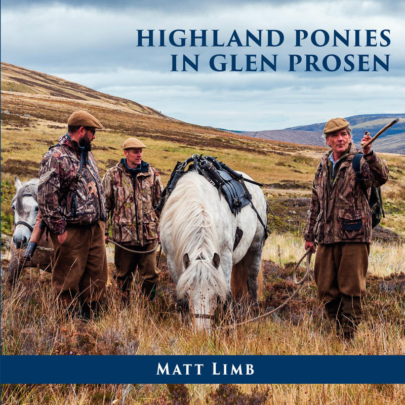 Highland Ponies in Glen Prosen